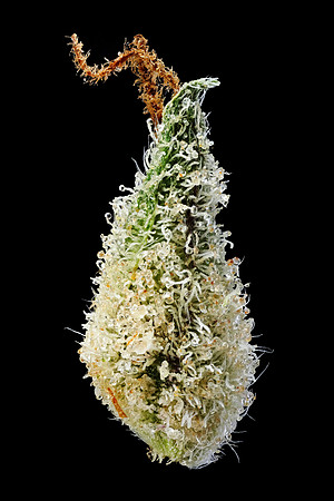 Mad Max - Zion Cultivars