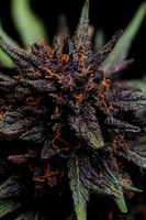 Cannabis Flower